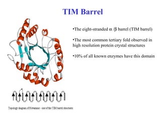 TIM Barrel
•The eight-stranded α /β barrel (TIM barrel)
•The most common tertiary fold observed in
high resolution protein crystal structures
•10% of all known enzymes have this domain
 