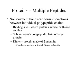 Proteins – Multiple Peptides
• Non-covalent bonds can form interactions
between individual polypeptide chains
– Binding site – where proteins interact with one
another
– Subunit – each polypeptide chain of large
protein
– Dimer – protein made of 2 subunits
• Can be same subunit or different subunits
 