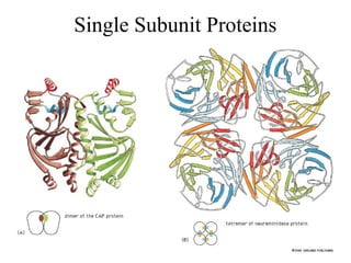Single Subunit Proteins
 