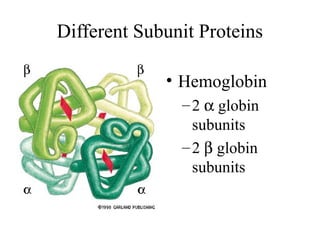 Different Subunit Proteins
• Hemoglobin
–2 α globin
subunits
–2 β globin
subunits
 