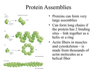 Protein Assemblies
• Proteins can form very
large assemblies
• Can form long chains if
the protein has 2 binding
sites – link together as a
helix or a ring
• Actin fibers in muscles
and cytoskeleton – is
made from thousands of
actin molecules as a
helical fiber
 