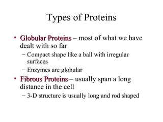Types of Proteins
• Globular ProteinsGlobular Proteins – most of what we have
dealt with so far
– Compact shape like a ball with irregular
surfaces
– Enzymes are globular
• Fibrous ProteinsFibrous Proteins – usually span a long
distance in the cell
– 3-D structure is usually long and rod shaped
 