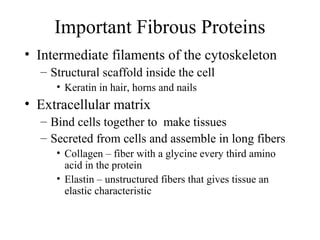 Important Fibrous Proteins
• Intermediate filaments of the cytoskeleton
– Structural scaffold inside the cell
• Keratin in hair, horns and nails
• Extracellular matrix
– Bind cells together to make tissues
– Secreted from cells and assemble in long fibers
• Collagen – fiber with a glycine every third amino
acid in the protein
• Elastin – unstructured fibers that gives tissue an
elastic characteristic
 