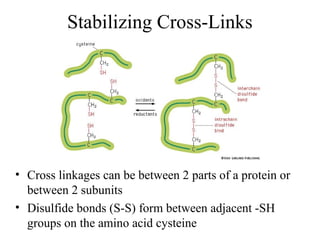 Stabilizing Cross-Links
• Cross linkages can be between 2 parts of a protein or
between 2 subunits
• Disulfide bonds (S-S) form between adjacent -SH
groups on the amino acid cysteine
 