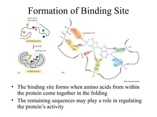 Formation of Binding Site
• The binding site forms when amino acids from within
the protein come together in the folding
• The remaining sequences may play a role in regulating
the protein’s activity
 