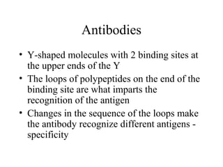Antibodies
• Y-shaped molecules with 2 binding sites at
the upper ends of the Y
• The loops of polypeptides on the end of the
binding site are what imparts the
recognition of the antigen
• Changes in the sequence of the loops make
the antibody recognize different antigens -
specificity
 