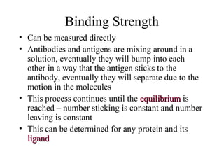 Binding Strength
• Can be measured directly
• Antibodies and antigens are mixing around in a
solution, eventually they will bump into each
other in a way that the antigen sticks to the
antibody, eventually they will separate due to the
motion in the molecules
• This process continues until the equilibriumequilibrium is
reached – number sticking is constant and number
leaving is constant
• This can be determined for any protein and its
ligandligand
 