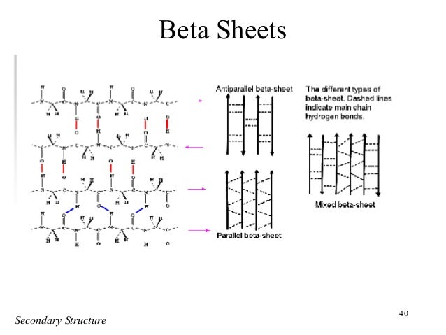 principles of protein structure parallel vs antiparallel beta sheet