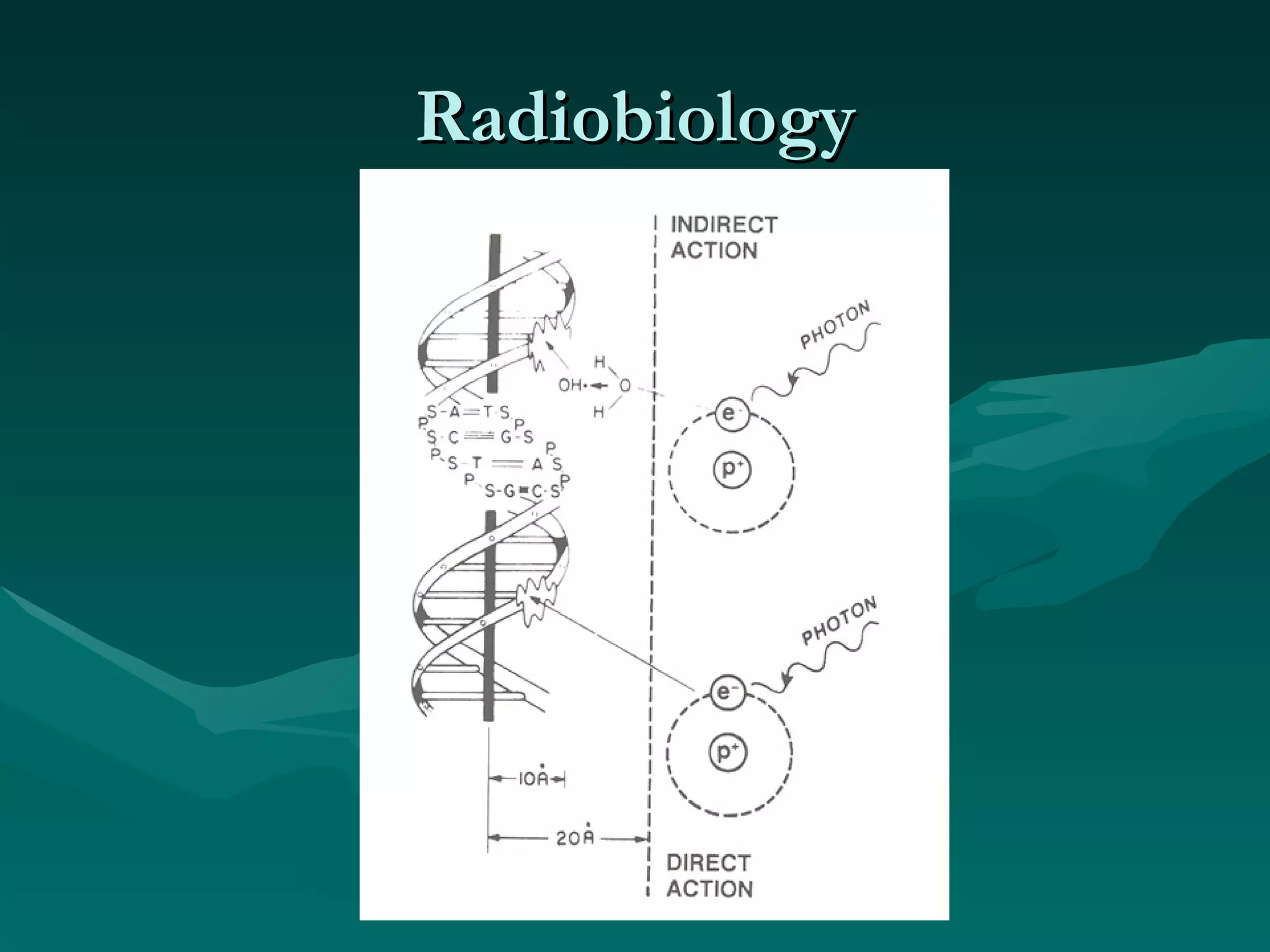 Radiobiology 