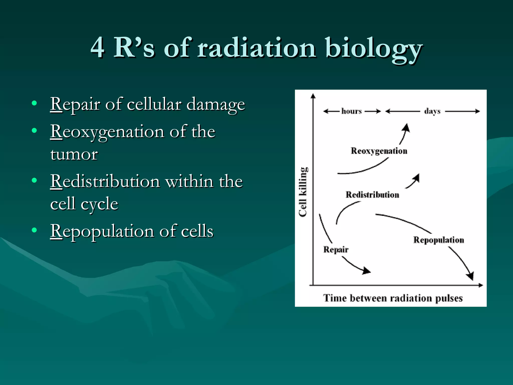 4 R’s of radiation biology R epair of cellular damage R eoxygenation of the tumor R edistribution within the cell cycle R epopulation of cells 