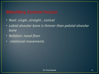 • Root: single ,straight , conical
• Labial alveolar bone is thinner than palatal alveolar
bone
• Relation: nasal floor
• rotational movements
14Dr. Firas Kassab
 