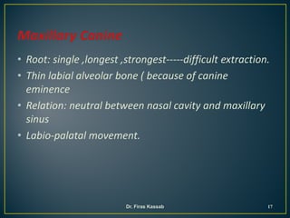 • Root: single ,longest ,strongest-----difficult extraction.
• Thin labial alveolar bone ( because of canine
eminence
• Relation: neutral between nasal cavity and maxillary
sinus
• Labio-palatal movement.
17Dr. Firas Kassab
 