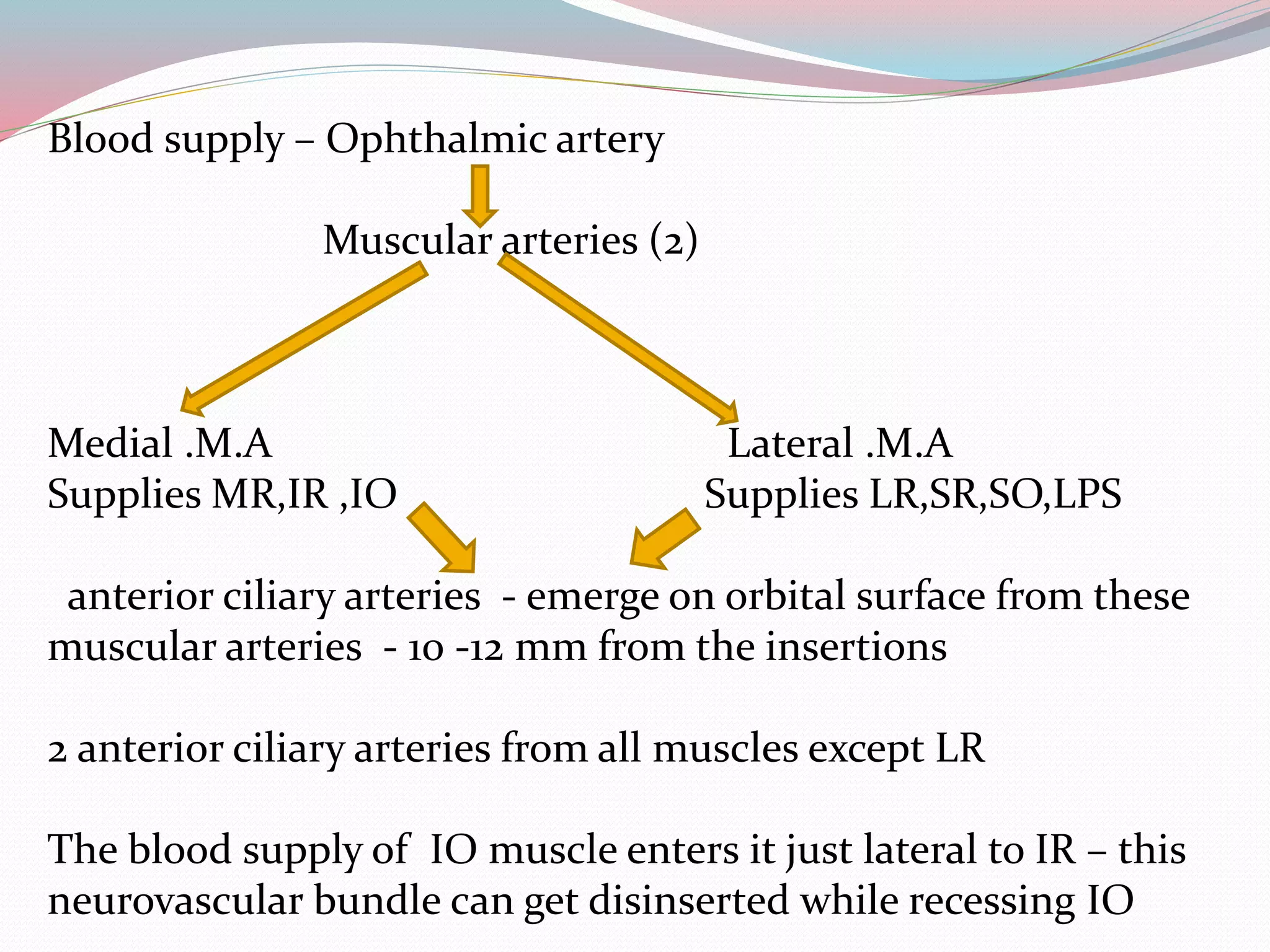 Blood supply – Ophthalmic artery
Muscular arteries (2)
Medial .M.A Lateral .M.A
Supplies MR,IR ,IO Supplies LR,SR,SO,LPS
anterior ciliary arteries - emerge on orbital surface from these
muscular arteries - 10 -12 mm from the insertions
2 anterior ciliary arteries from all muscles except LR
The blood supply of IO muscle enters it just lateral to IR – this
neurovascular bundle can get disinserted while recessing IO
 