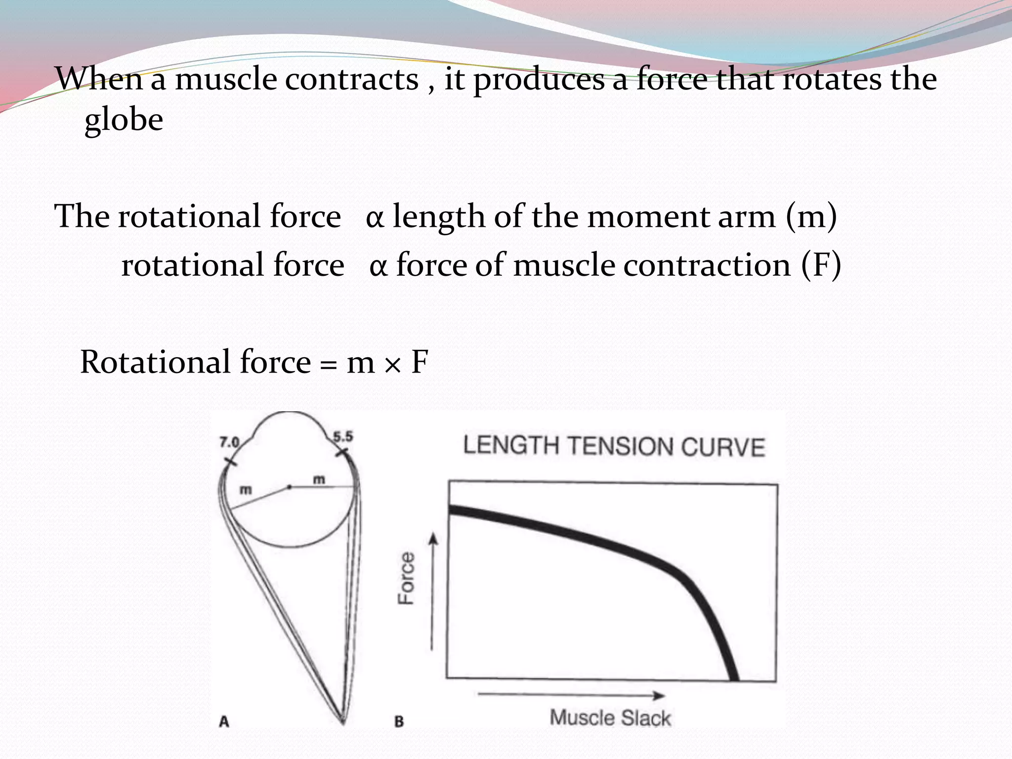 When a muscle contracts , it produces a force that rotates the
globe
The rotational force α length of the moment arm (m)
rotational force α force of muscle contraction (F)
Rotational force = m × F
 
