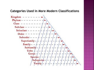Categories Used in More Modern Classifications
 