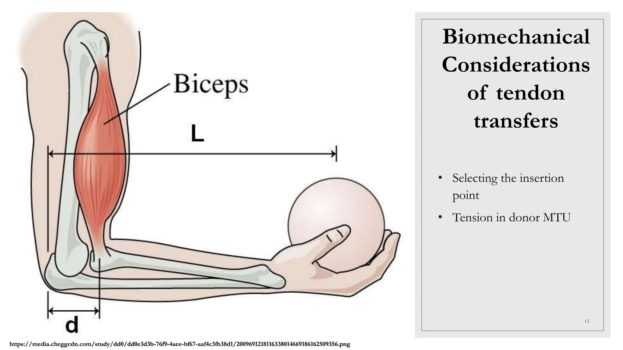 Principles of tendon transfer surgeries in rehabilitation | PPTX