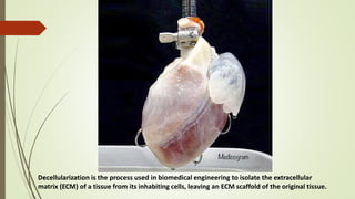 Decellularization Process Principles of tissue engineering | PPTX