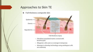 Principles of tissue engineering | PPTX