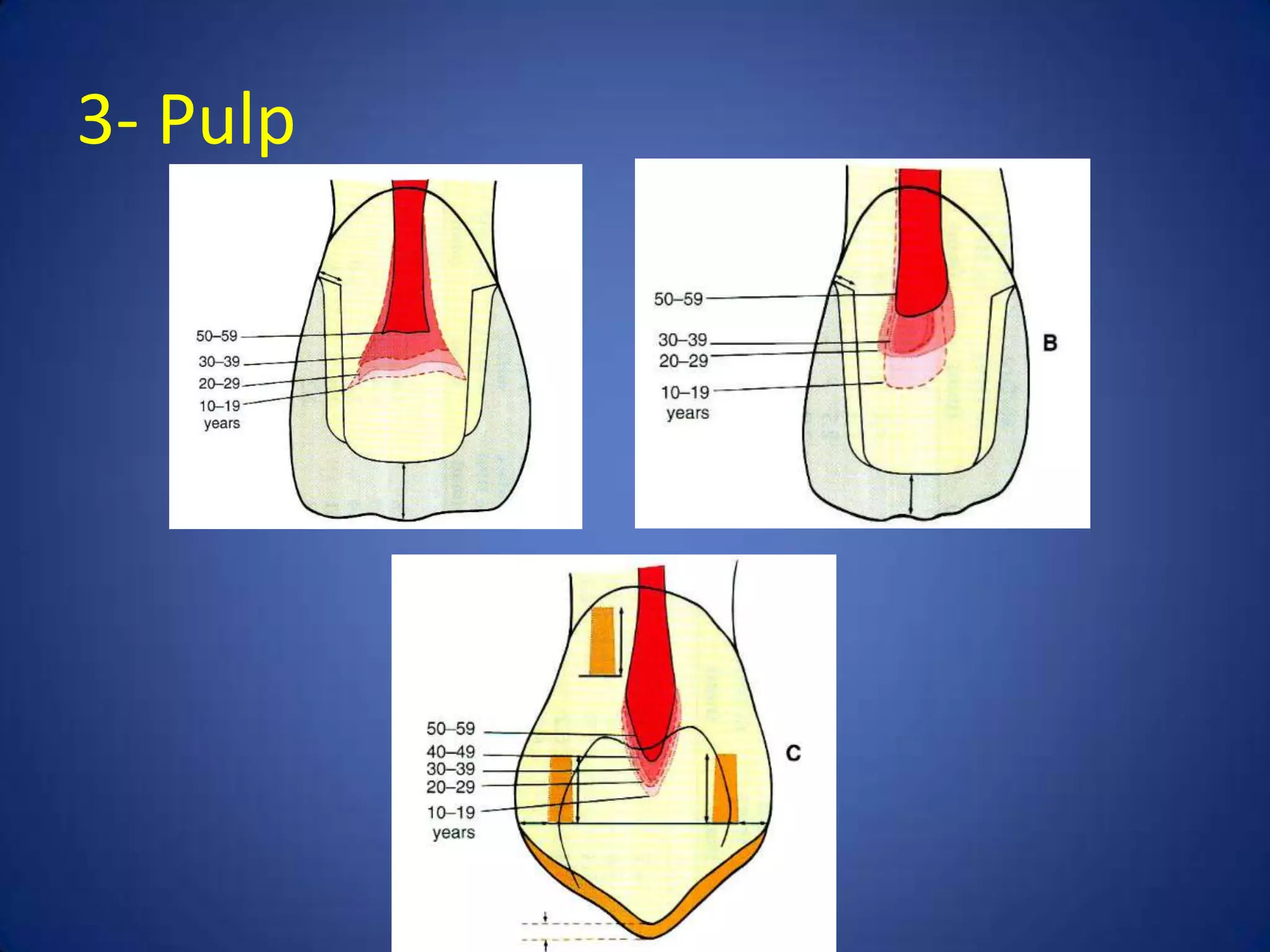 3- Pulp

 