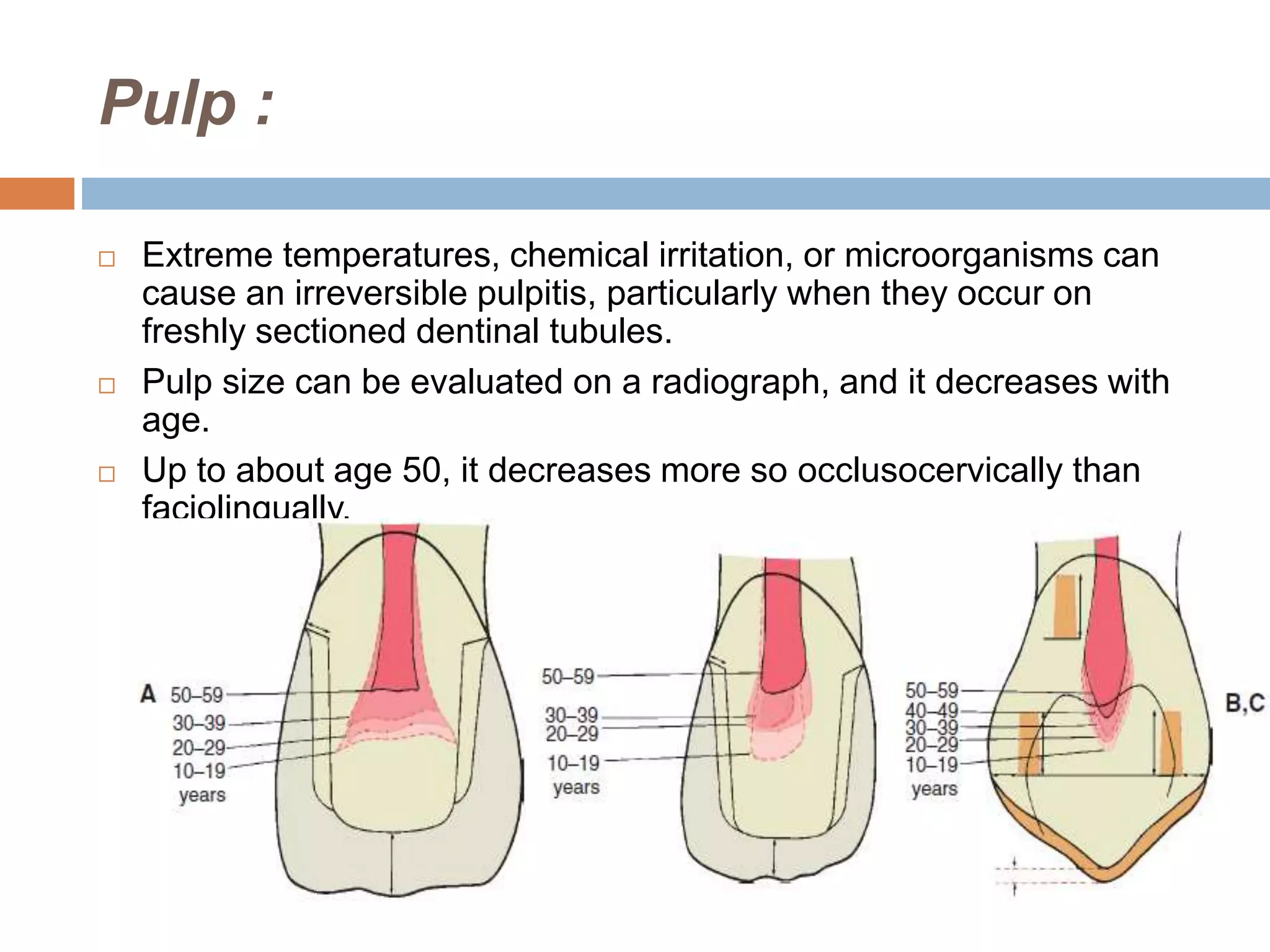 Pulp :
 Extreme temperatures, chemical irritation, or microorganisms can
cause an irreversible pulpitis, particularly when they occur on
freshly sectioned dentinal tubules.
 Pulp size can be evaluated on a radiograph, and it decreases with
age.
 Up to about age 50, it decreases more so occlusocervically than
faciolingually.
 