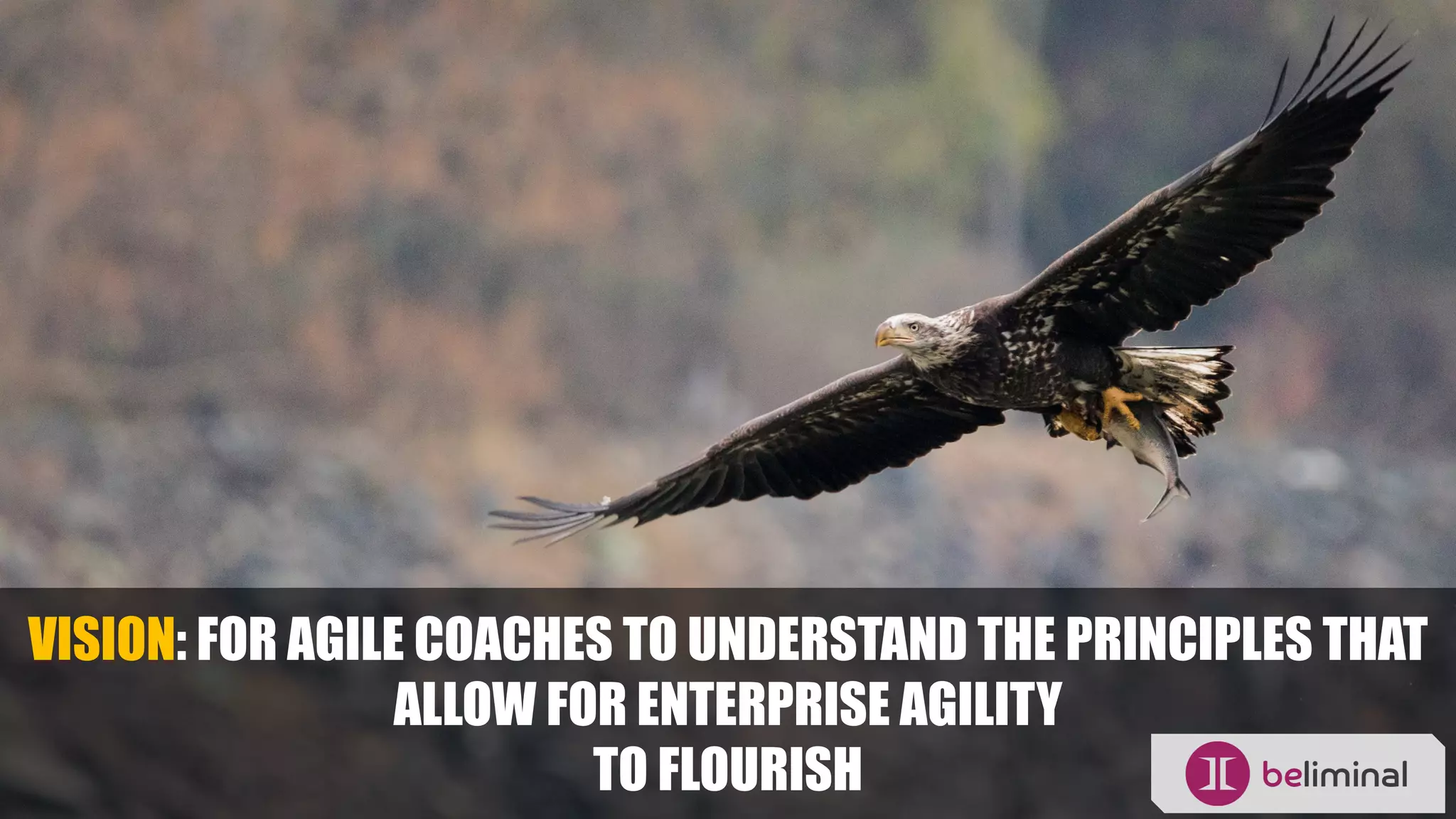 VISION: FOR AGILE COACHES TO UNDERSTAND THE PRINCIPLES THAT
ALLOW FOR ENTERPRISE AGILITY
TO FLOURISH
 