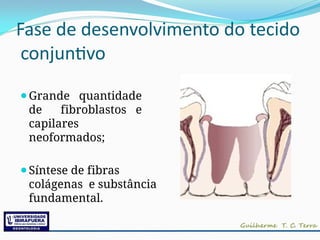 Fase de desenvolvimento do tecido
conjuntivo
⚫Grande quantidade
de fibroblastos e
capilares
neoformados;
⚫Síntese de fibras
colágenas e substância
fundamental.
 