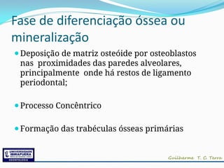 Fase de diferenciação óssea ou
mineralização
⚫Deposição de matriz osteóide por osteoblastos
nas proximidades das paredes alveolares,
principalmente onde há restos de ligamento
periodontal;
⚫Processo Concêntrico
⚫Formação das trabéculas ósseas primárias
 
