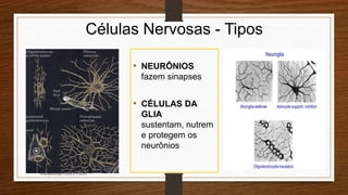 Células Nervosas - Tipos
• NEURÔNIOS
fazem sinapses
• CÉLULAS DA
GLIA
sustentam, nutrem
e protegem os
neurônios
Neuropsicóloga GISELE CALIA
 