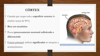 CÓRTEX
• Camada que ocupa toda a superfície externa do
cérebro (cerca de 90%)
• Rico em neurônios
• Possui processamento neuronal sofisticado e
diferenciado
• Função principal: atribuir significados às situações e
acontecimentos
 