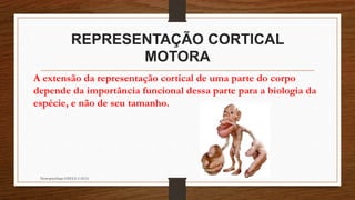 REPRESENTAÇÃO CORTICAL
MOTORA
Neuropsicóloga GISELE CALIA
A extensão da representação cortical de uma parte do corpo
depende da importância funcional dessa parte para a biologia da
espécie, e não de seu tamanho.
 