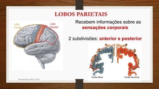 Neuropsicóloga GISELE CALIA
LOBOS PARIETAIS
Recebem informações sobre as
sensações corporais
2 subdivisões: anterior e posterior
 