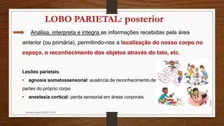 Neuropsicóloga GISELE CALIA
Analisa, interpreta e integra as informações recebidas pela área
anterior (ou primária), permitindo-nos a localização do nosso corpo no
espaço, o reconhecimento dos objetos através do tato, etc.
Lesões parietais:
• agnosia somatossensorial: ausência de reconhecimento de
partes do próprio corpo
• anestesia cortical: perda sensorial em áreas corporais
LOBO PARIETAL: posterior
 