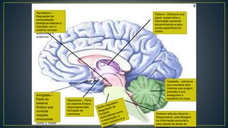 Hipotálamo –
Regulação de
necessidades
biológicas básicas e
interação com o
sistema nervoso
autónomo e o
endócrino
Amígdala –
Parte do
sistema
límbico que
controla
reações
emocionais
como o medo
Hipocampo – Parte
do sistema límbico
responsável pela
formação de
memórias Sistema reticular ativante –
Responsável pela filtragem
da informação sensorial e
pelo estado de alerta do
Cerebelo – estrutura
que coordena atos
motores que exigem
precisão e que
asseguram o
equilíbrio do corpo
Tálamo – Estrutura que
grava quase toda a
informação sensorial
encaminhando-a para
zonas especificas do
córtex.
6
 