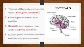 1. Tronco encefálico: contínuo com a medula
espinhal (bulbo, ponte, mesencéfalo)
2. Cerebelo: posteriormente ao tronco
encefálico
3. Diencéfalo: superiormente ao tronco
encefálico (tálamo e hipotálamo)
4. Cérebro: apoiado no diencéfalo e no tronco
encefálico; maior parte do encéfalo.
ENCÉFALO
 