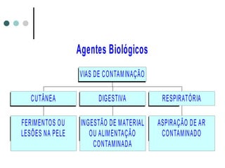 Agentes Biológicos
FERIMENTOS OU
LESÕES NA PELE
CUTÂNEA
INGESTÃO DE MATERIAL
OU ALIMENTAÇÃO
CONTAMINADA
DIGESTIVA
ASPIRAÇÃO DE AR
CONTAMINADO
RESPIRATÓRIA
VIAS DE CONTAMINAÇÃO
 
