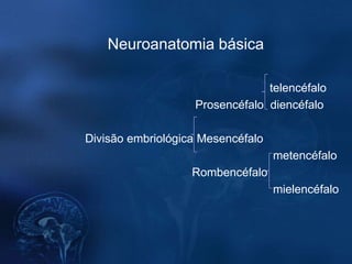 Neuroanatomia básica

                                telencéfalo
                   Prosencéfalo diencéfalo

Divisão embriológica Mesencéfalo
                                   metencéfalo
                   Rombencéfalo
                                   mielencéfalo
 