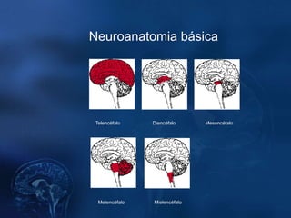 Neuroanatomia básica




 Telencéfalo    Diencéfalo     Mesencéfalo




  Metencéfalo   Mielencéfalo
 