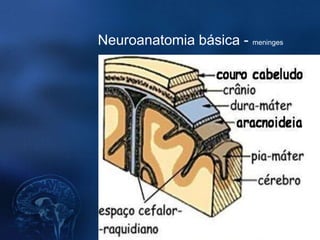 Neuroanatomia básica - meninges
 