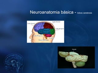 Neuroanatomia básica - lobos cerebrais
 