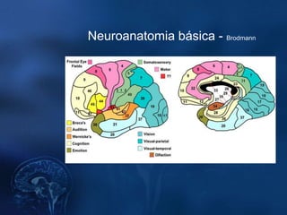 Neuroanatomia básica - Brodmann
 