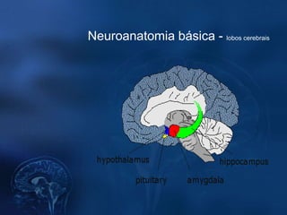 Neuroanatomia básica - lobos cerebrais
 
