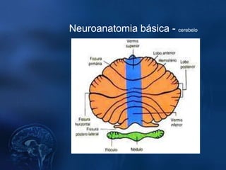 Neuroanatomia básica - cerebelo
 