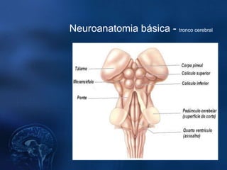 Neuroanatomia básica - tronco cerebral
 