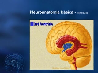 Neuroanatomia básica - ventrículos
 