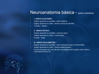 Neuroanatomia básica - pares cranianos
•   I - NERVO OLFATÓRIO -
•   Origem aparente no encéfalo - bulbo olfatório.
•   Origem aparente no crânio - lâmina crivosa do etmóide.
•    Função – olfação.

•   II - NERVO ÓPTICO -
•   Origem aparente no encéfalo - quiasma óptico.
•   Origem aparente no crânio - Canal óptico.
•   Função – visão.

•   III - NERVO OCULOMOTOR -
•   Origem aparente no encéfalo - sulco interpeduncular do mesencéfalo.
•   Origem aparente no crânio - fissura orbital superior.
•   Função inervação dos mm. elevador da pálpebra,reto superior, reto medial e
    músculatura lisa da iris
 