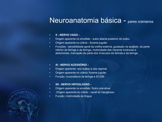 Neuroanatomia básica - pares cranianos
•   X - NERVO VAGO -
•   Origem aparente no encéfalo - sulco lateral posterior do bulbo.
•   Origem aparente no crânio - forame jugular.
•   Funções : sensibilidade geral da orelha externa, gustação na epiglote, da parte
    inferior da faringe e da laringe, motricidade das vísceras torácicas e
    abdominais, inervação de parte dos músculos da farinde e da laringe.



•   XI - NERVO ACESSÓRIO -
•   Origem aparente: raíz bulbar e raíz espinal.
•   Origem aparente no crânio: forame jugular.
•   Função: musculatura da laringe e ECOM.

•   XII - NERVO HIPOGLOSSO -
•   Origem aparente no encéfalo: Sulco pré-olivar
•   .Origem aparente no crânio : canal do hipoglosso.
•   Função: motricidade da língua
 