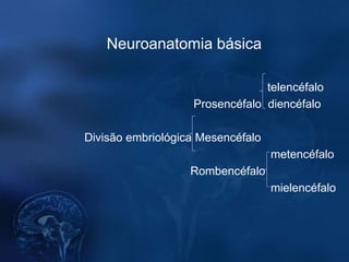 Neuroanatomia básica

                                telencéfalo
                   Prosencéfalo diencéfalo

Divisão embr...