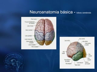 Neuroanatomia básica - lobos cerebrais
 