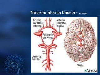 Neuroanatomia básica - vascular
 