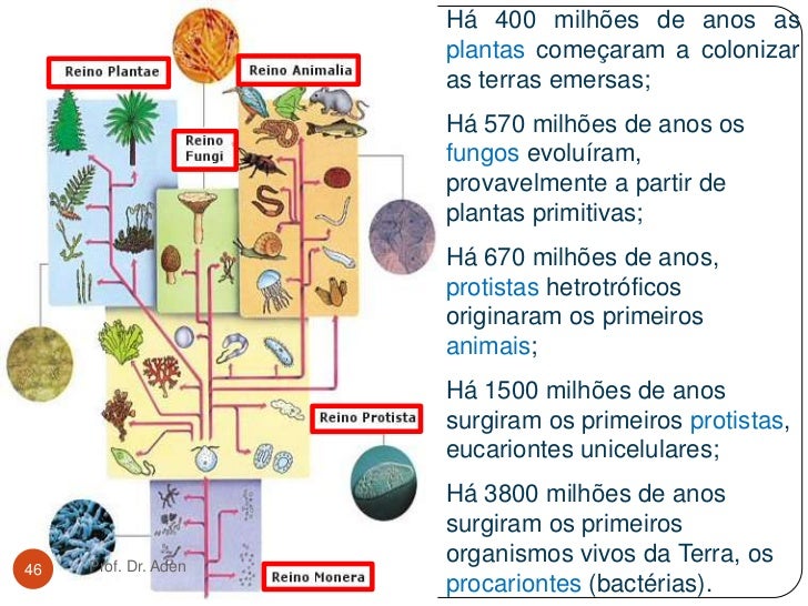 Bactérias (eubactérias)